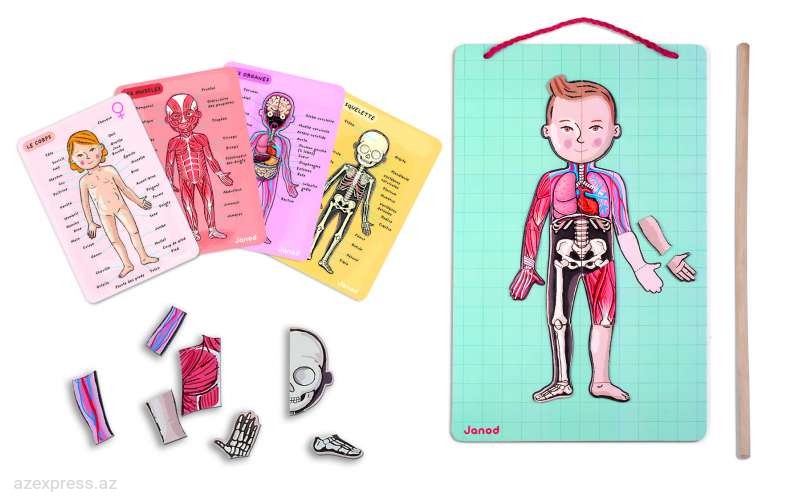 Игровой магнитный набор Janod Тело человека J05491 (3700217354916)  Bakıda